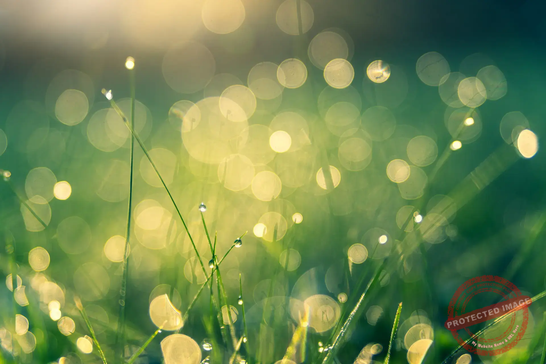 De brins d'herbe scintillent à la lumière UN-visible dévoilant l'art du feng shui pour matérialiser nos intentions.