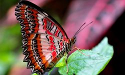 red-lacewing-1394296_1920